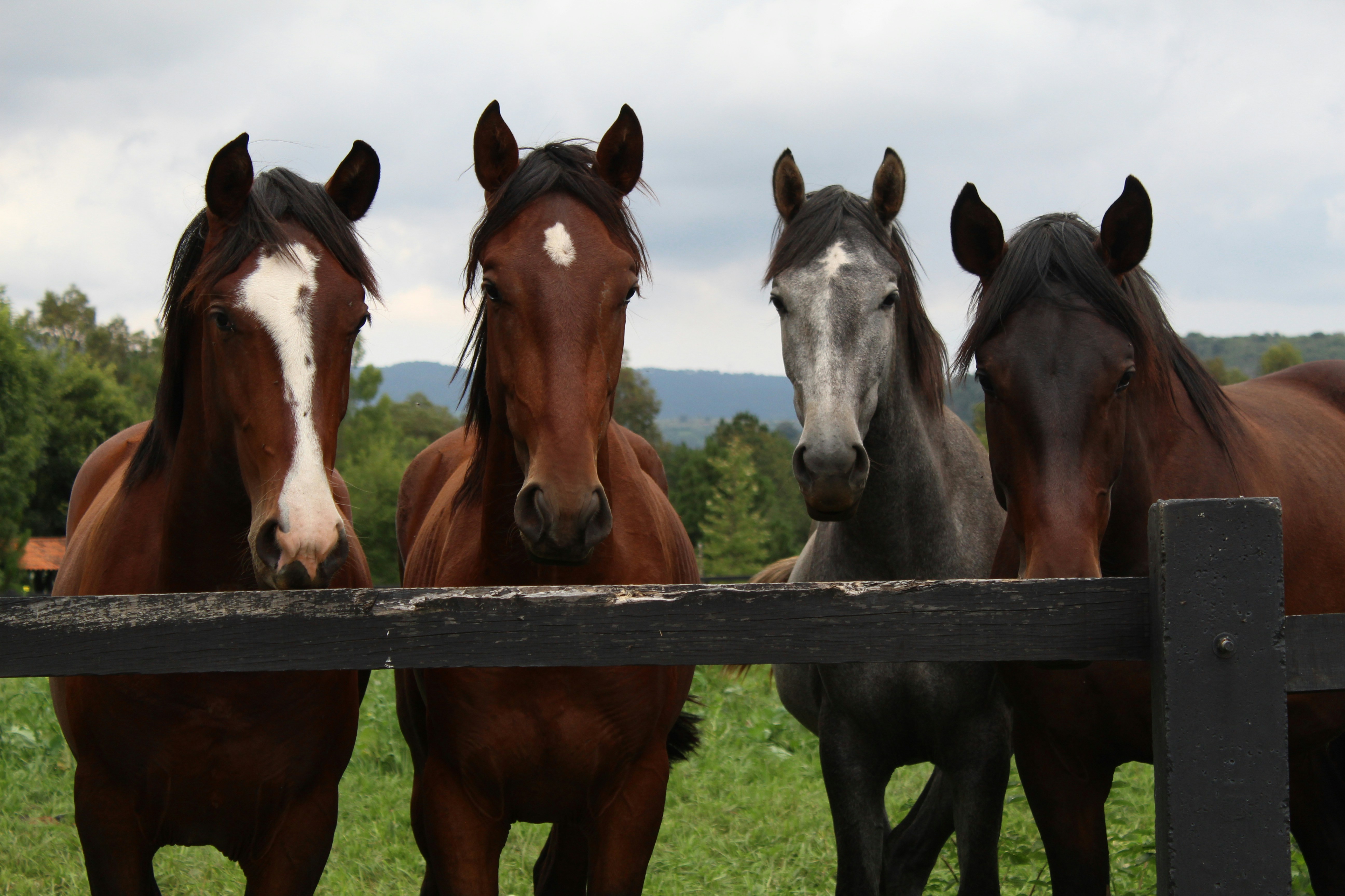 Horses at a paddock fence