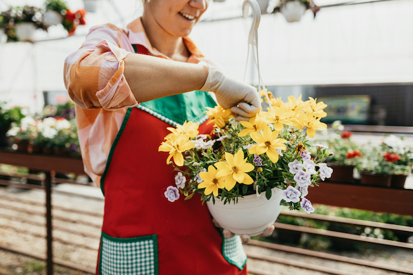 Greenhouse worker carrying a hanging basket of flowers